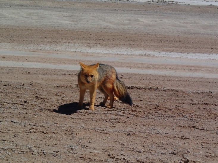 Un renard au milieu du désert. Prédateur des bébés flaments rose.