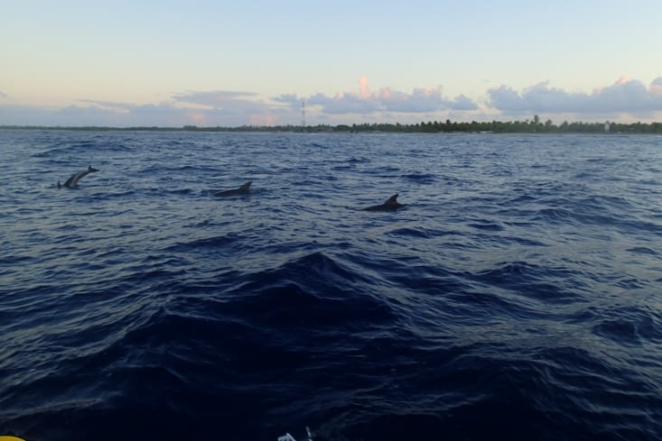 Et nos copains les dauphins qui nous escortent avant de se jeter à l'eau.