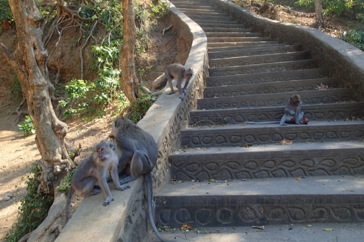Près de certains temples, on peut même voir des petits singes ?