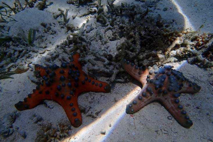 Un truc qu'on avait encore jamais vu : des sortes d'énormes étoiles de mer colorées.