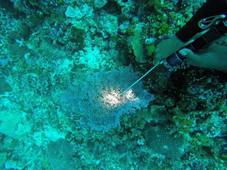 On a même vu des petits hippocampes cachés dans certains coraux ?