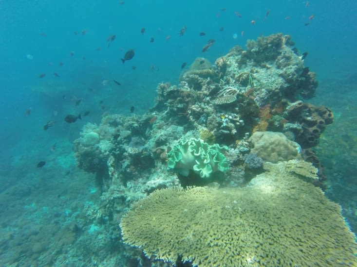 Le parc national de Komodo est réputé pour sa richesse marine et notamment les coraux.