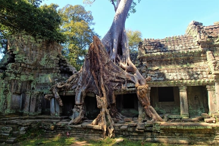 Autre exemple au temple de Preah Khan. Impressionnant !