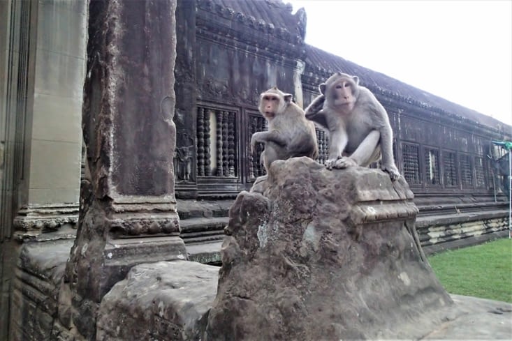 Pas d'éléphants mais des petits singes qui ont élu domicile à Angkor Wat !