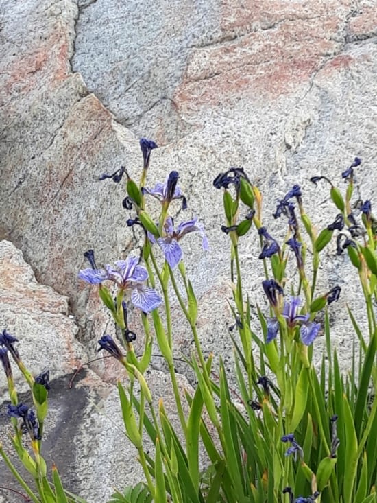 Des iris sauvages