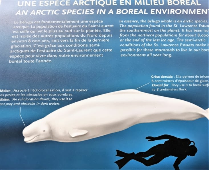 Explicatif sur les bélugas très présents dans ce coin