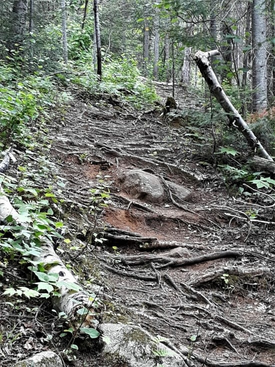 La magie de la forêt boréale