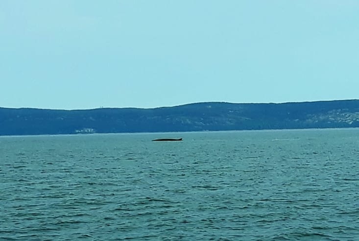 Une baleine