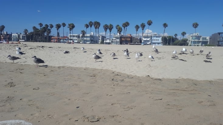 Même les mouettes sont énormes là bas ?