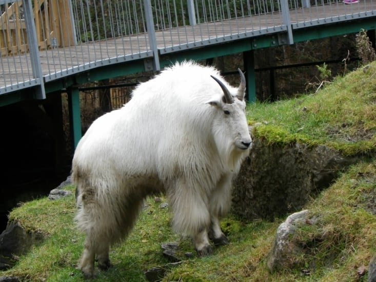 Chèvre de montagne