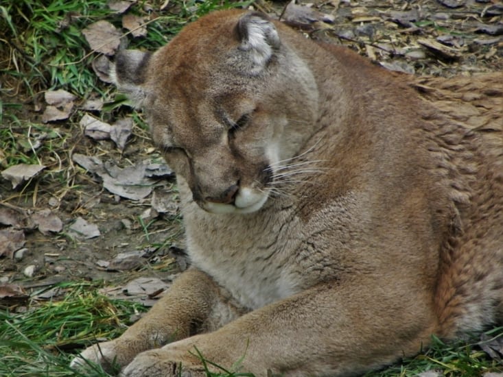 Cougar