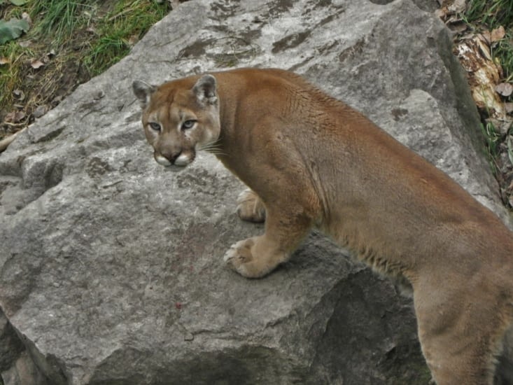 Cougar