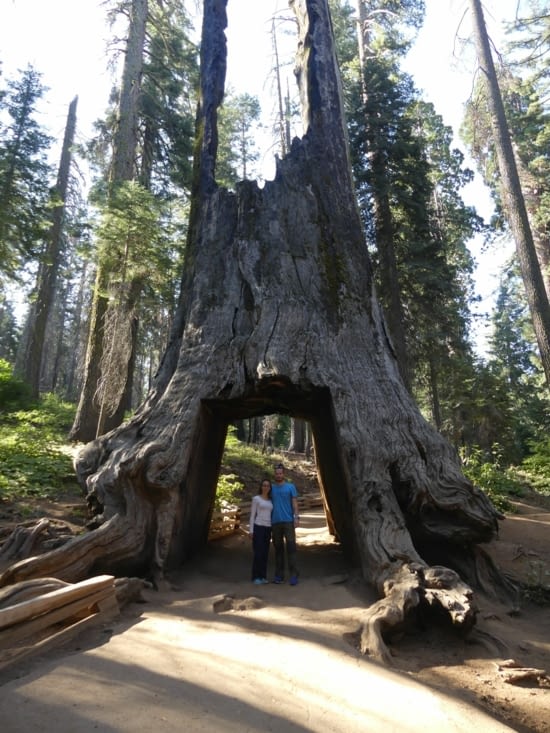Sequoia Géant