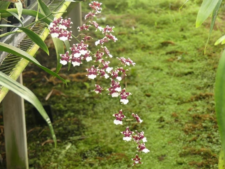 Normalement ce sont celles-ci qui sentent le chocolat !!
