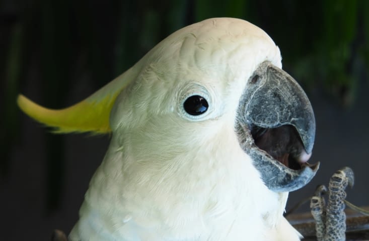 Un perroquet de Bali