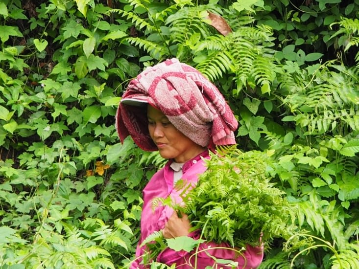 Une cueilleuse de fougères qui sont utilisées dans la cuisine locale