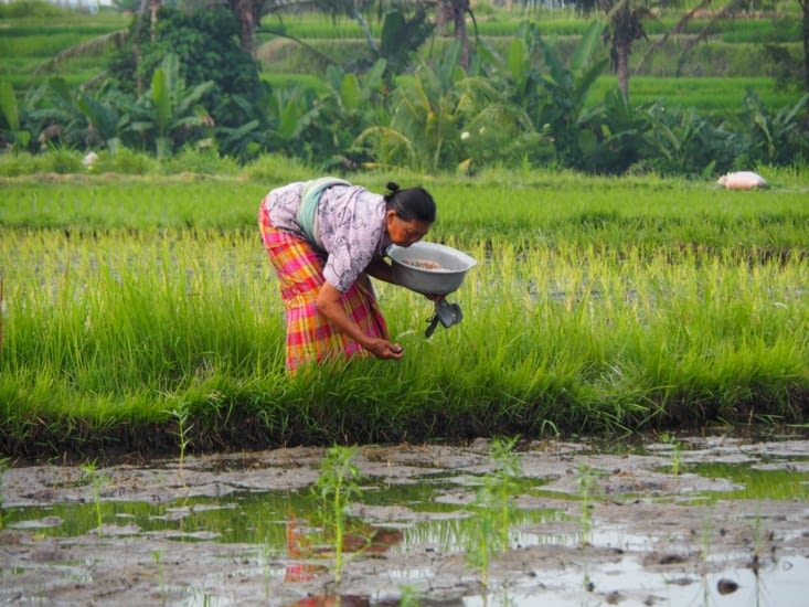 Le travail dans les rizières occupe une bonne partie de la population, tout au long de l'année