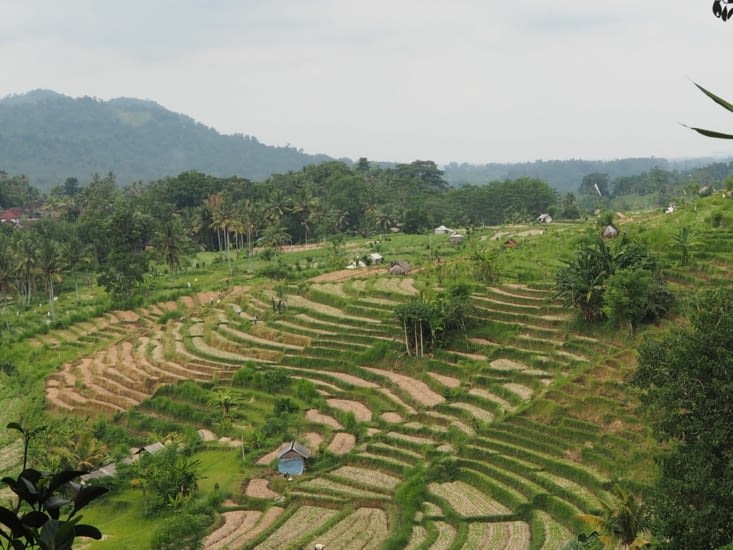 Les rizières de Jatiluwih