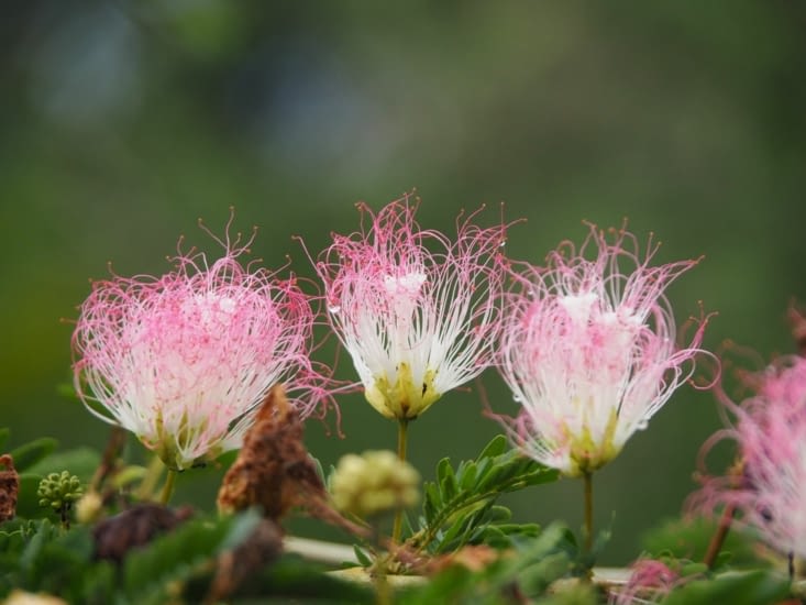 Dans la jungle de Bali