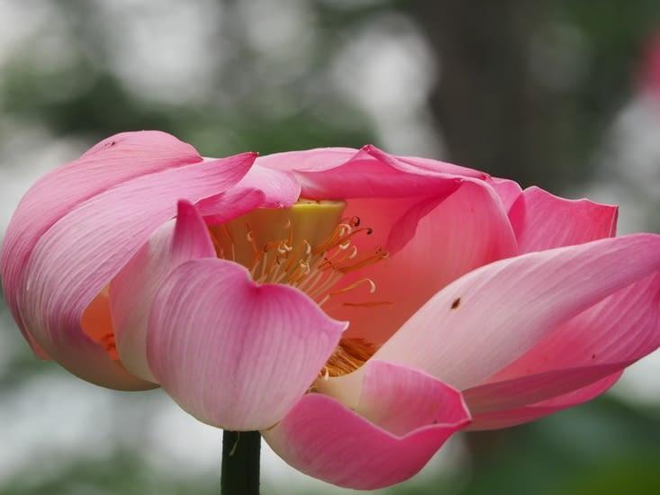 Un lotus rose