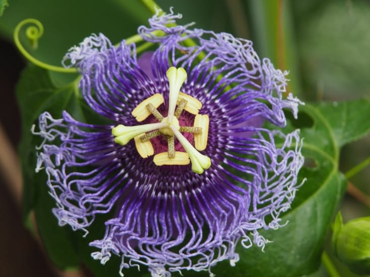 Une passiflore