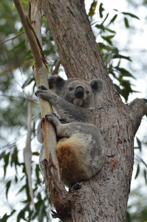 koala !