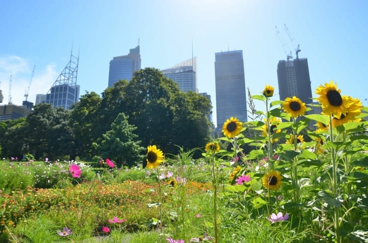 Les fleurs du Royal Botanic Garden avec en fond le CBD