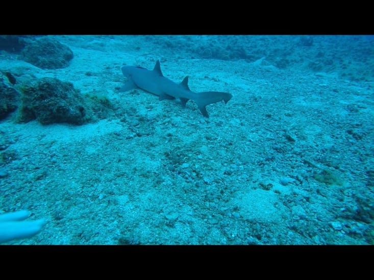 Le premier requin pointe blanche !