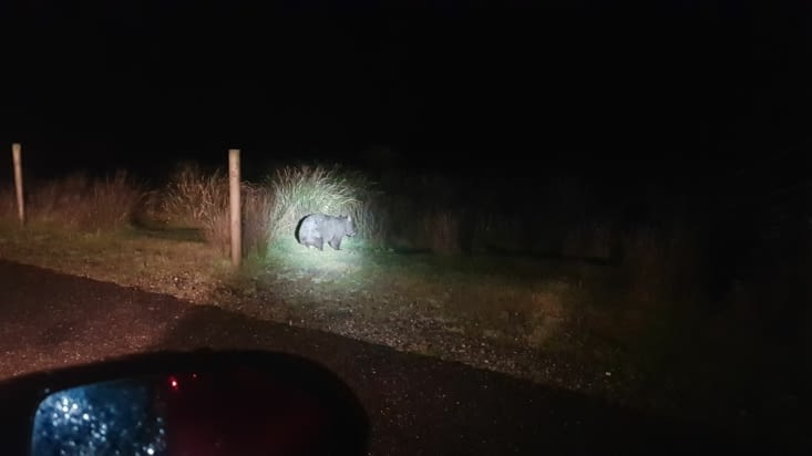 Un wombat !!!