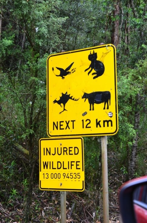 Apparemment on peut croiser de drôles d’animaux par ici ?