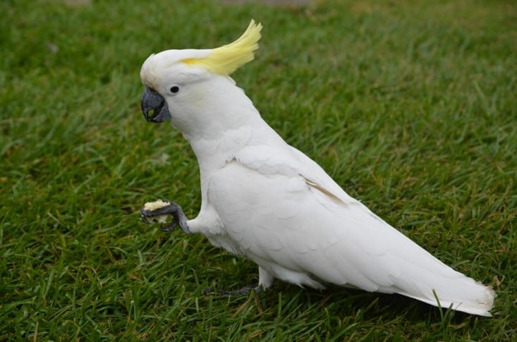 Un des plus gros, et des plus nombreux aussi !