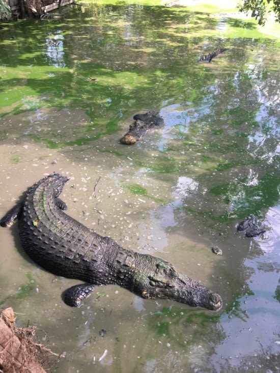 Crocodile de 6m !!!!