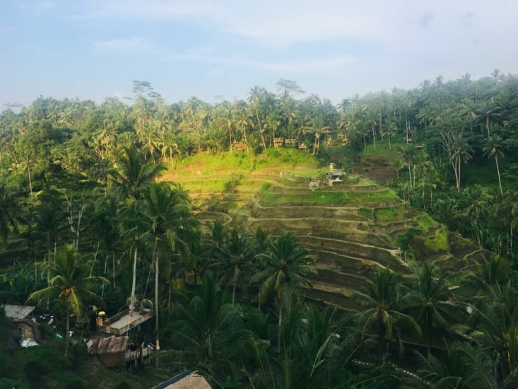 Rice Terrace ;;; A Ubud (Bali)