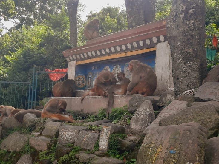 Des milliers de singes cohabitent avec les visiteurs …