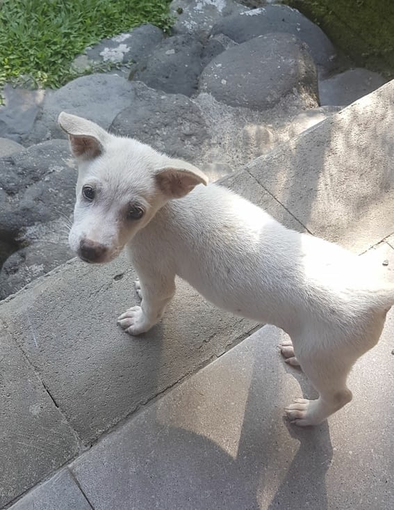 Bobby … le chien que nous avons adopté a Bali