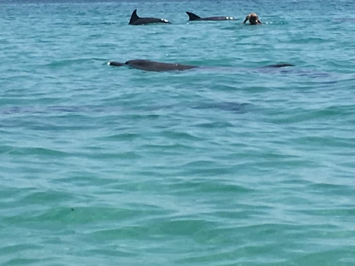 Nager avec les dauphins dans le sud d'Oman