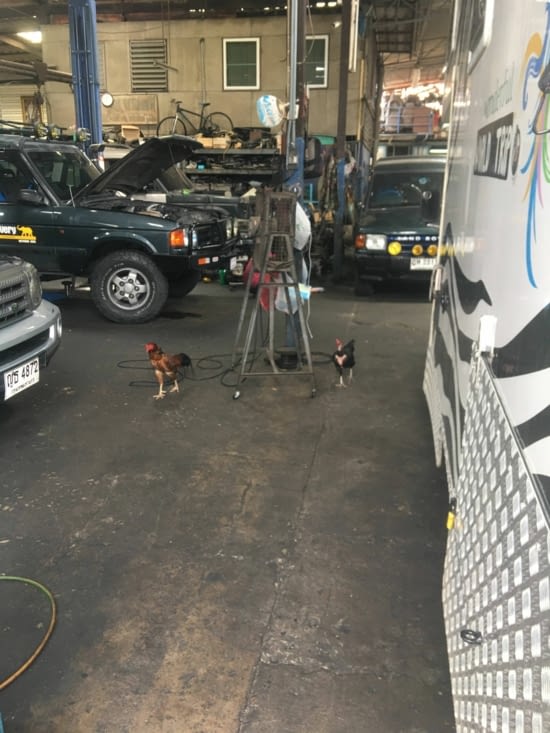 Des poules dans un garage auto !!!!