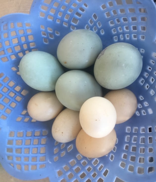 Les œufs de Pâques sont moins beaux que des vrais ! Des œufs de canard en Indonesie