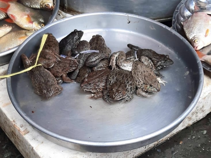 En France c’est les cuisses de grenouilles … au Vietnam c’est les crapauds en entier!