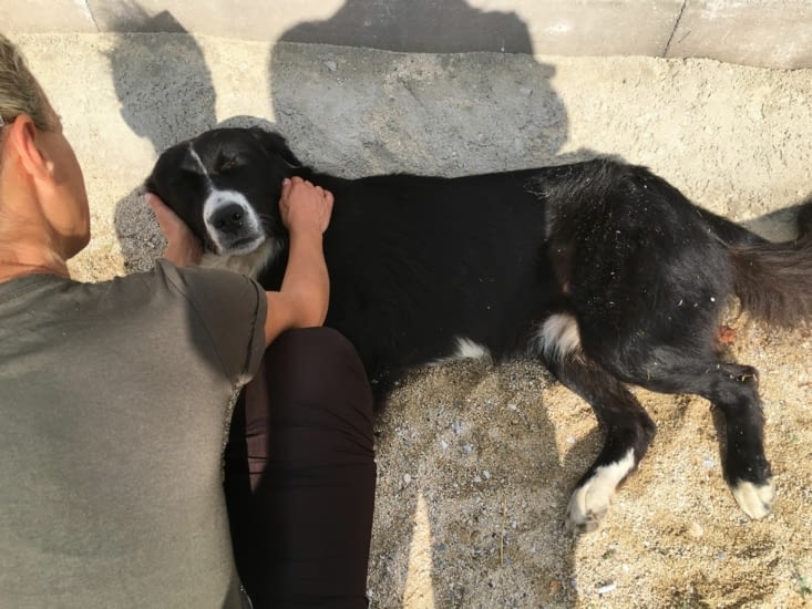 On a même trouvé le sosie d' Elton (sans les tâches marron) notre bouvier Bernois (qui nous a quitté il y a 1 an et demi ....)