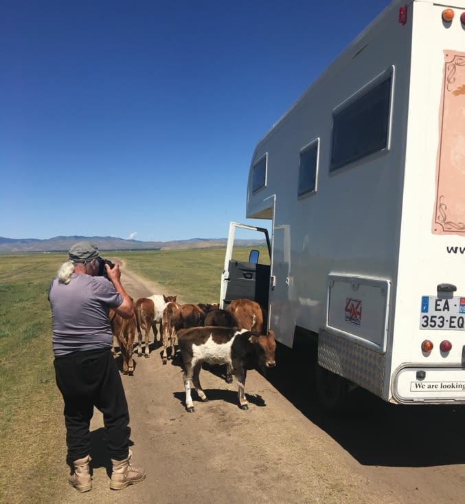 Les veaux s'invitent dans notre Zebramobile !