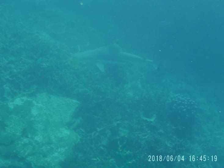 Un moment attendu ... un requin mais difficile de s’approcher car craintif !