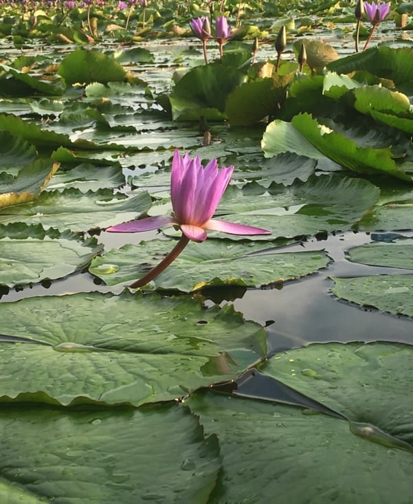 Sans commentaires ... juste jolie !