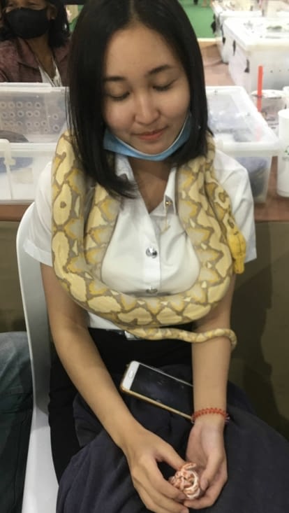 Les serpents en Thaïlande ... une religion !