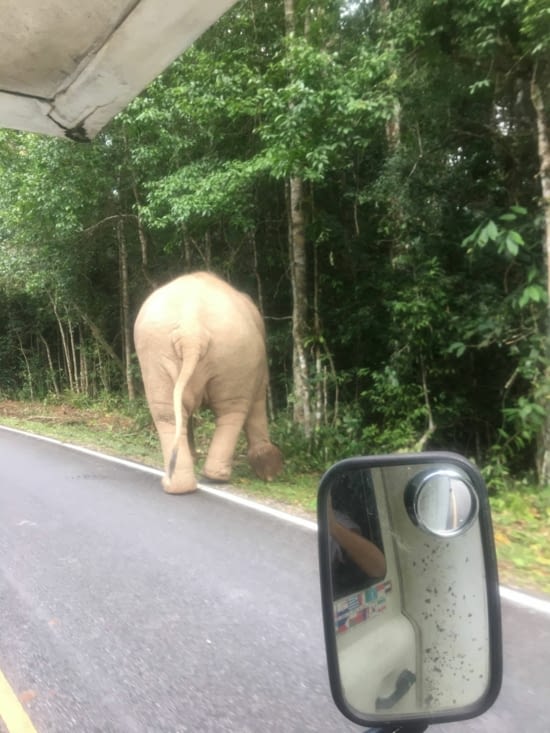 Des éléphants … sauvages … dur à rencontrer !