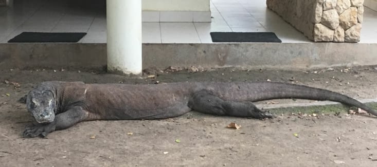 Les « fameux » Komodo (jusqu’a 5m de long !