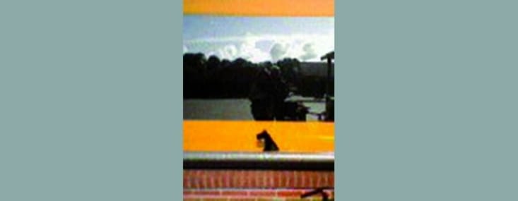 Le chien est le logo