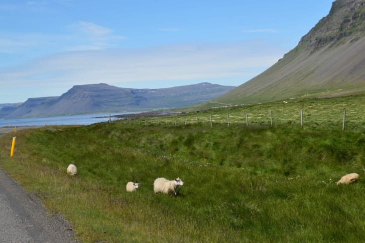 De la bonne herbe en veux-tu en voilà ! Pas étonnant que le Skyr soit si bon, même si en l'occurence il est au lait de vache !