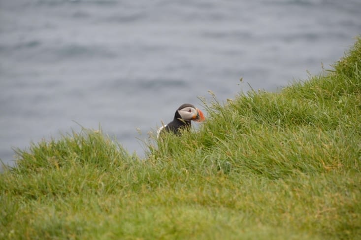 Le premier macareux que nous voyons se cache ! Il aura fallu tous nos instincts de campagnards pour le dénicher ! (Il faut avouer que son camouflage n'est pas non plus très au point !!)