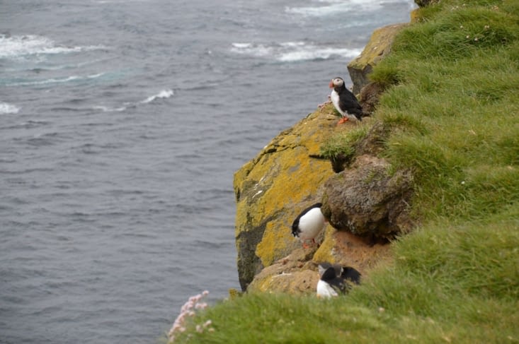 Le gros de la colonie est plus haut, mais quelques spécimen sont disséminés tout au long de la falaise.